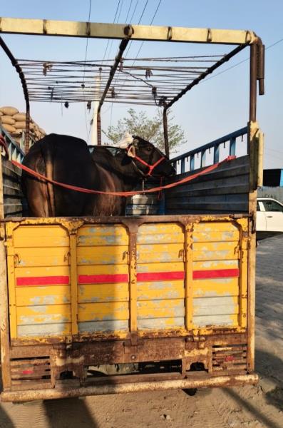 Tata Ace image 4
